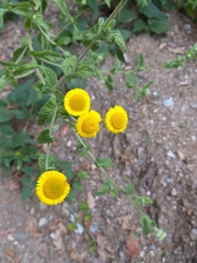 Pulicaria dysenterica