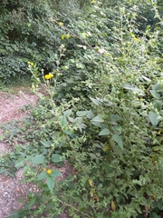 Pulicaria dysenterica