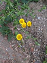 Pulicaria dysenterica