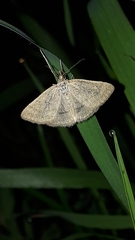 Psammotis pulveralis