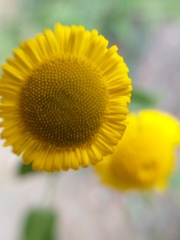 Pulicaria dysenterica