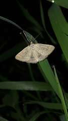 Psammotis pulveralis