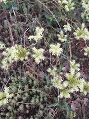 Petrosedum sediforme