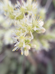 Petrosedum sediforme