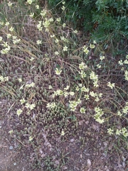 Petrosedum sediforme