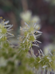 Petrosedum sediforme