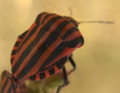Graphosoma italicum italicum