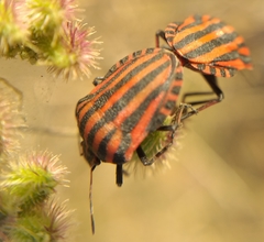 Graphosoma italicum italicum