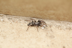 Sergiolus montanus