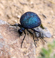 Cysteodemus wislizeni