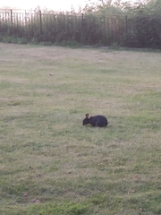 Oryctolagus cuniculus