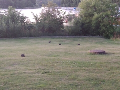 Oryctolagus cuniculus