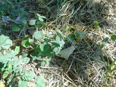 Platycnemis pennipes