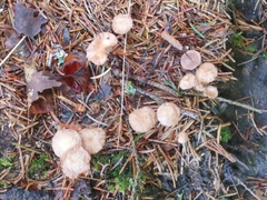 Paragymnopus perforans