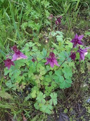 Aquilegia oxysepala