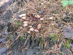 Paragymnopus perforans