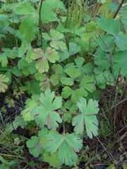 Aquilegia oxysepala
