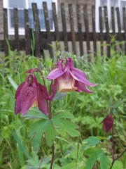 Aquilegia oxysepala