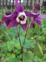 Aquilegia oxysepala
