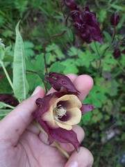 Aquilegia oxysepala