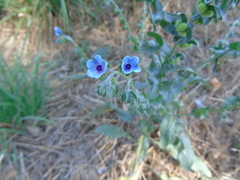 Cynoglossum creticum