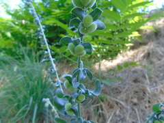 Cynoglossum creticum