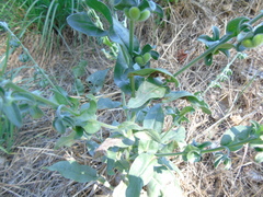 Cynoglossum creticum