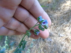 Cynoglossum creticum