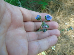 Cynoglossum creticum