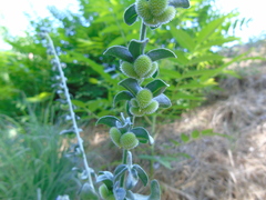 Cynoglossum creticum