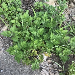 Artemisia princeps