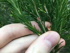 Melaleuca armillaris armillaris