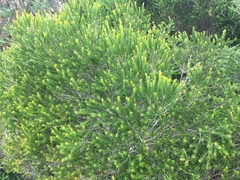Melaleuca armillaris armillaris