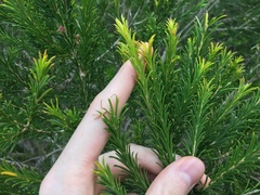 Melaleuca armillaris armillaris