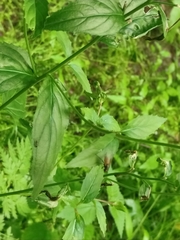 Thricops semicinereus