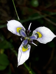 Moraea algoensis