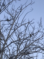 Polytelis swainsonii