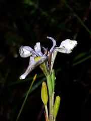 Moraea algoensis