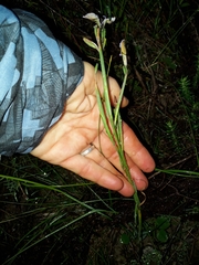 Moraea algoensis