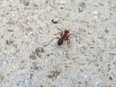 Formica sanguinea