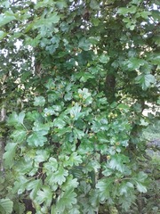 Crataegus monogyna