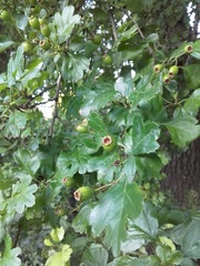 Crataegus monogyna