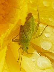 Closterotomus norwegicus