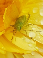 Closterotomus norwegicus