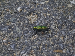 Eutetrapha metallescens