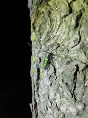 Eutetrapha metallescens