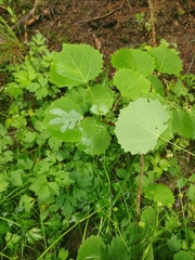 Phyllocnistis labyrinthella