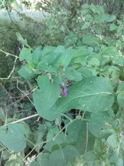 Solanum dulcamara