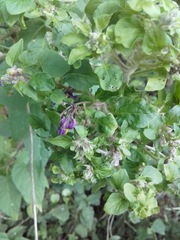 Solanum dulcamara