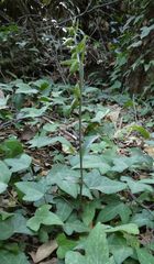 Epipactis troodi
